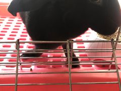 -萌兽医馆·眼科·异宠专科(三里屯店)