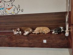 -小狗上班·狗咖·猫咖·小奶狗·摄影(南山店)