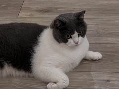 -有猫咖啡umeow coffee