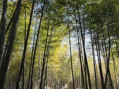 -宁波浙东大竹海景区