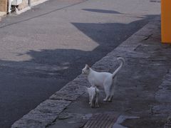 -厦门邮轮中心厦鼓码头(轮渡站)