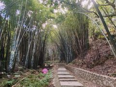 -黄埔油麻山森林公园