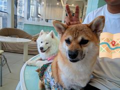 -怪兽屋·羊驼·猫咖·狗咖(俊华广场店)