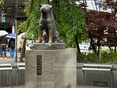 -涩谷区