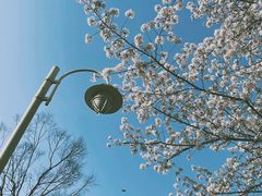 -新虹桥中心花园