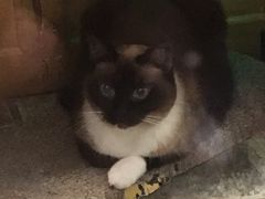 -猫咪博物馆(顶澳仔猫街店)