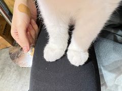 -欣宠猫屋·矮脚拿破仑·蓝金金渐层
