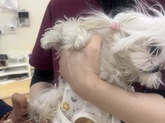 -美联众合动物医院·24h京西诊疗中心
