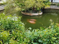 -深圳野生动物园