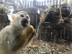 -清迈夜间动物园