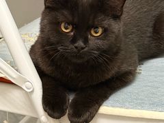 -爱妮康宠物医院·干细胞免疫细胞·肿瘤·心脏(张江店)