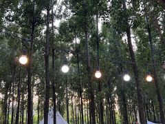 -森林小栈TreeStation露营基地