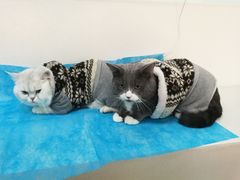 -纳吉亚猫专科动物诊疗中心(蒋宅口分院)