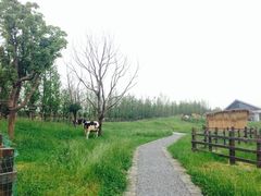 iphone_upload_pic-田园东方蜜桃村的田野营地