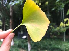 -太湖饭店玉兰厅(自助餐厅)