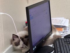 -安安宠医宠物医院·异宠·犬猫内科(岳阳分院)