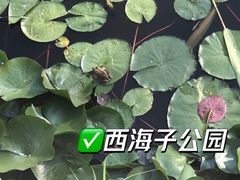 -西海子公园