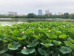 -莲花池公园