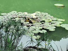 -云溪植物园