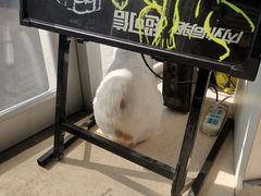 -瑞派雷欧宠物医院·24h夜诊·心脏骨科牙科·全科重症转诊中心(无影山店)