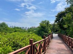 -大亚湾红树林城市湿地公园
