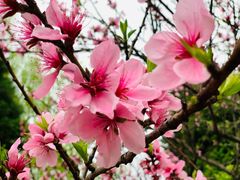 -新虹桥中心花园