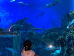 -芜湖新华联大白鲸海洋公园