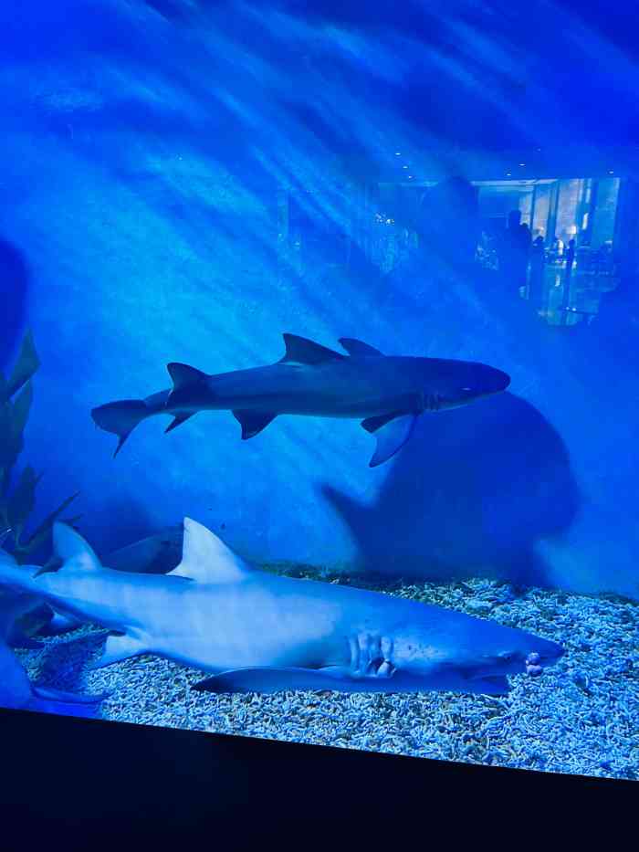 波塞冬鲨鱼酒店-"昨晚入住的 本来期待满满 想订万达嘉年华.