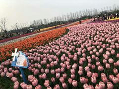 -荷兰花海
