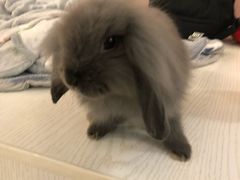 -浣熊柯尔鸭土拨鼠·电玩咖