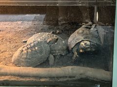 -上海大自然野生昆虫馆(东方明珠·爬宠昆虫探索中心)