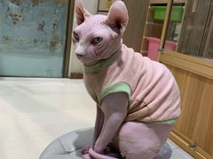 -藏猫猫咖啡主题馆(中央大道店)