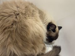 -藏猫猫咖啡主题馆(中央大道店)