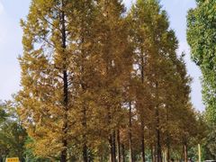 -白鹭湾湿地公园