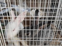 -马陆小张葡萄园农家乐