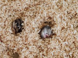 -萌宠亲子动物乐园(槐房万达店)