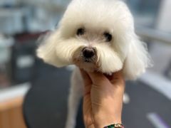 -爱宠屋pet shop·宠物洗澡·宠物美容