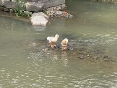 -环秀楼(黄山呈坎店)