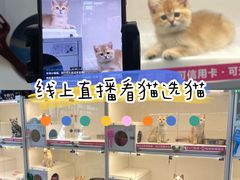 -lincat·猫舍(广州店)