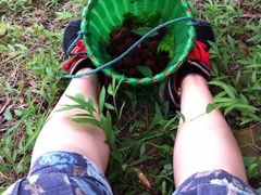 -西山樟坞健康果园枇杷杨梅采摘