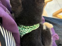 -柴犬小屋·柴餐厅·狗咖食堂(金鼎广场店)