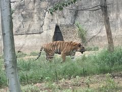 -秦皇岛野生动物园