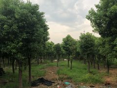 -呼吸森林·生态农庄农家乐私房菜