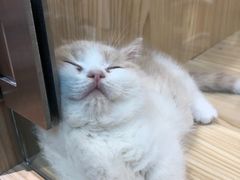 -屋虎猫馆(宝安大仟里店)
