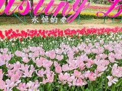 -洛阳郁金香牡丹园