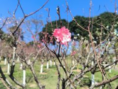 -广州莲花山旅游区