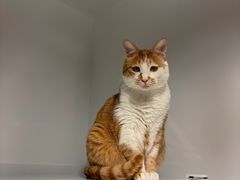 -佑安动物医院·全科·内窥镜中心(幸福巷店)