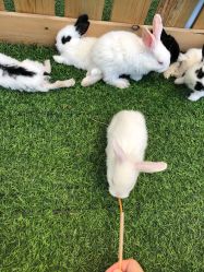 -萌宠亲子动物乐园(槐房万达店)