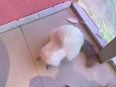 -藏猫猫咖啡主题馆(中央大道店)
