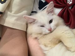 -楼上猫咖(罗湖店)